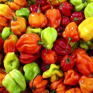 Harvest Fresh Scotch Bonnet Peppers per LB