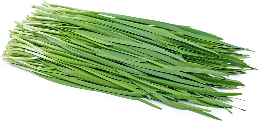 1磅 农场新鲜韭菜 1lb chives/leeks